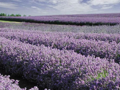 Cotswold Lavender