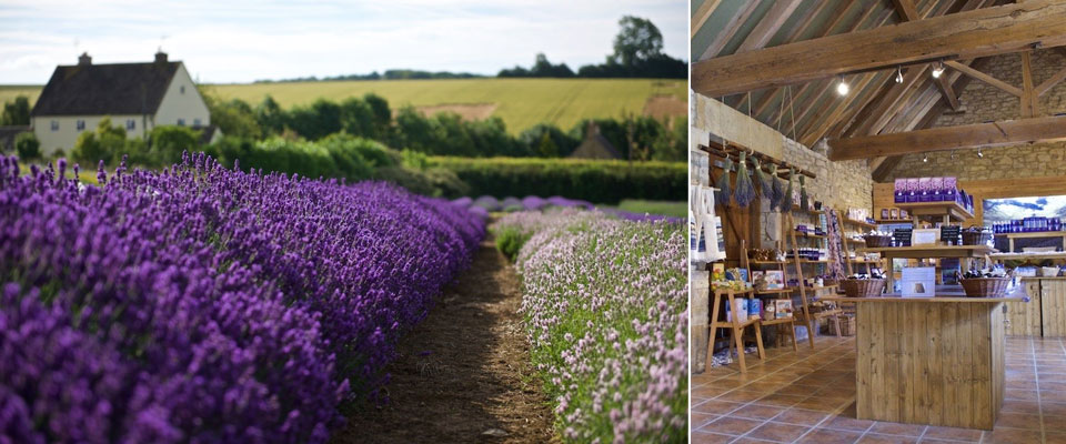 Cotswold Lavender