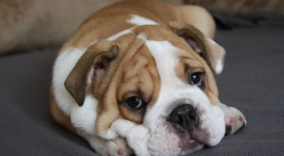 Dog friendly accommodation in Broadway