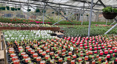 Station Garden Nurseries