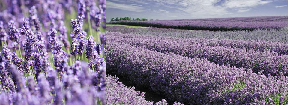 Cotswold Lavender