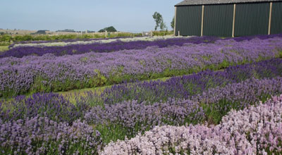 Cotswold Lavender